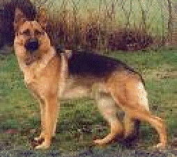 petstop001001.gif